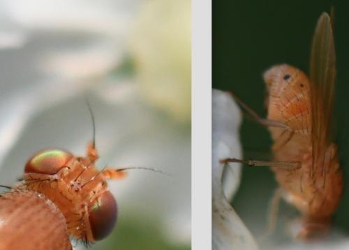 Réf. 288 396 : Sapromyzosoma sp.